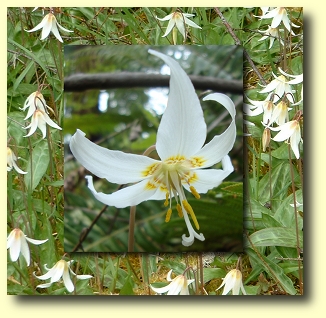 White Fawn Lily