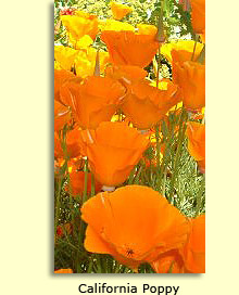 California+poppy+flower