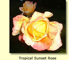 Tropical Sunset Rose