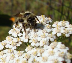 white-yarrow