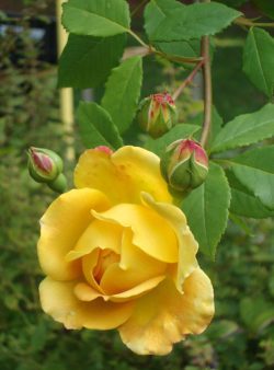 golden-celebration-rose