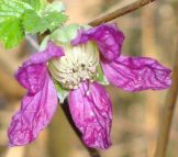 salmonberry