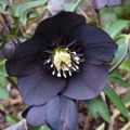 Black Hellebore Flower Essence