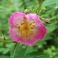 Dwarf Wild Rose Flower Essence