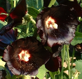 Garnet Hollyhock Flower Essence