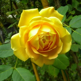 Golden Celebration Rose Flower Essence