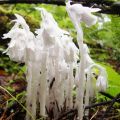 Indian Pipe Flower Essence