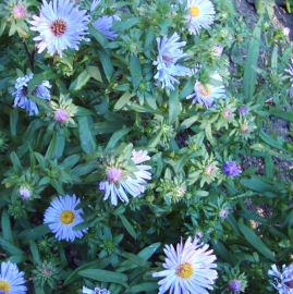 Michaelmas Daisy