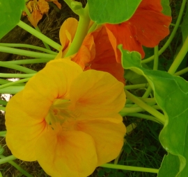 Nasturtium Flower Essence