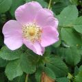 Nootka Wild Rose Flower Essence