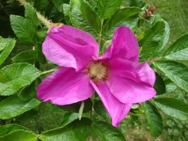 Rosa Rugosa Flower Essence