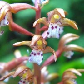 Spotted Coral Root Orchid Flower Essence