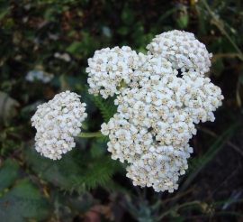 White Yarrow Flower Essence