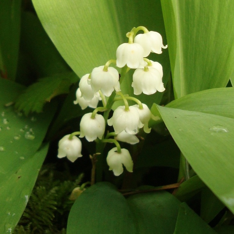 lily of the valley flower