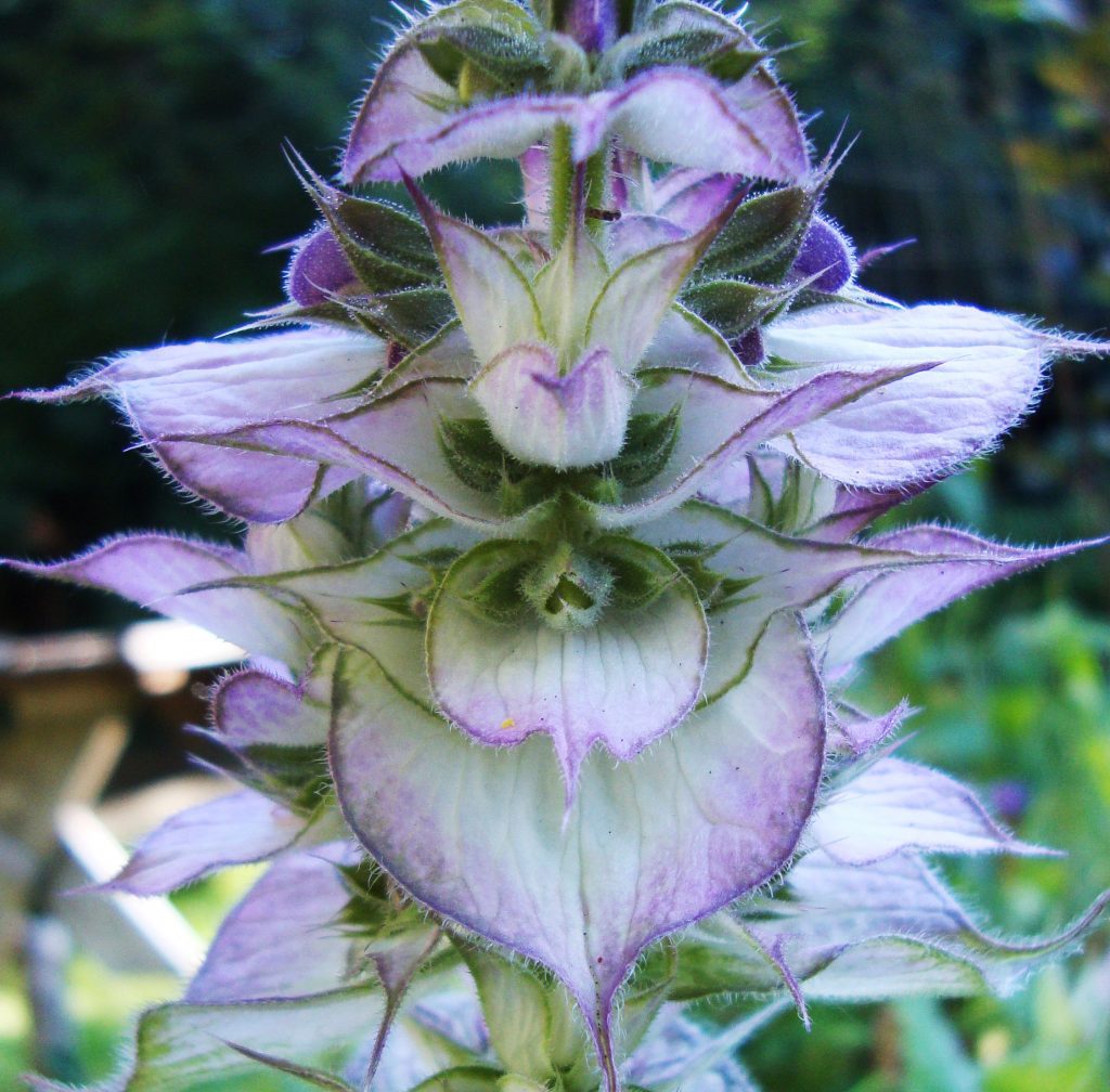 Clary Sage