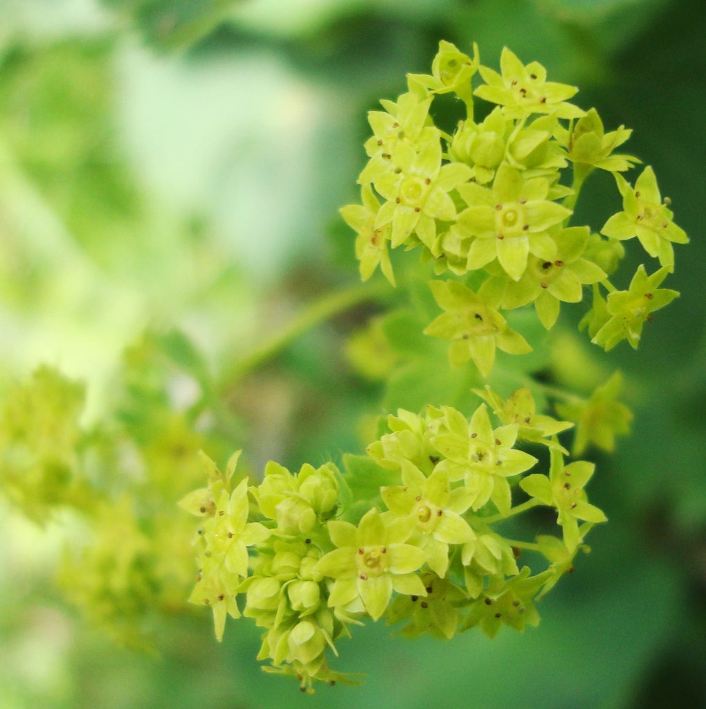 Ladies Mantle