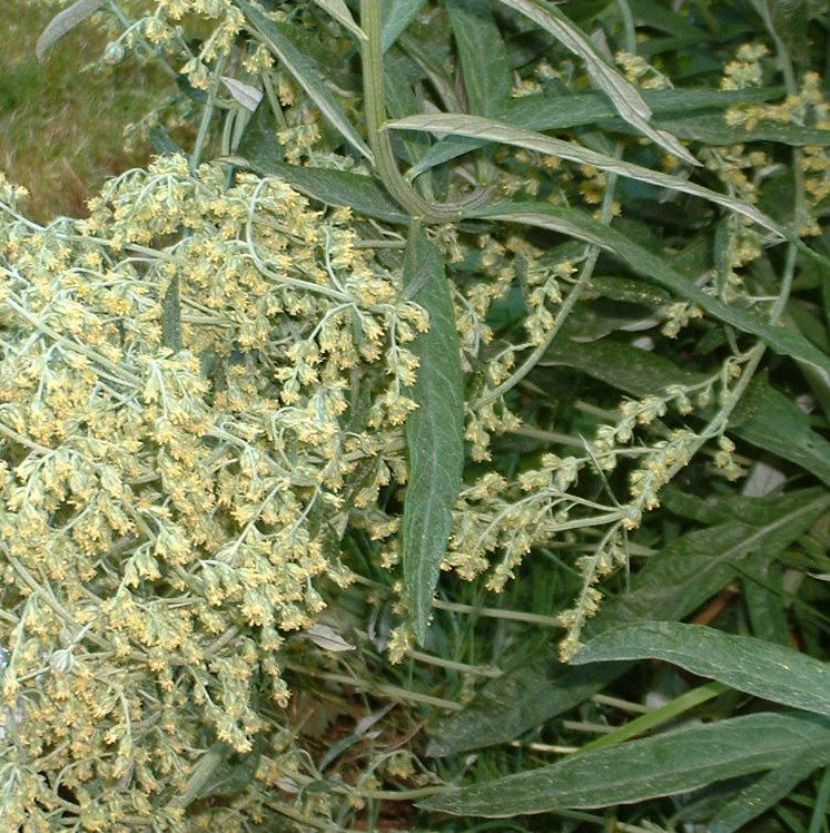 SanJuanMugwort