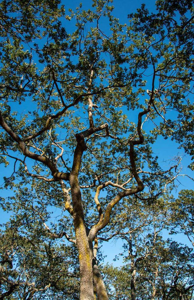 garry oak tree