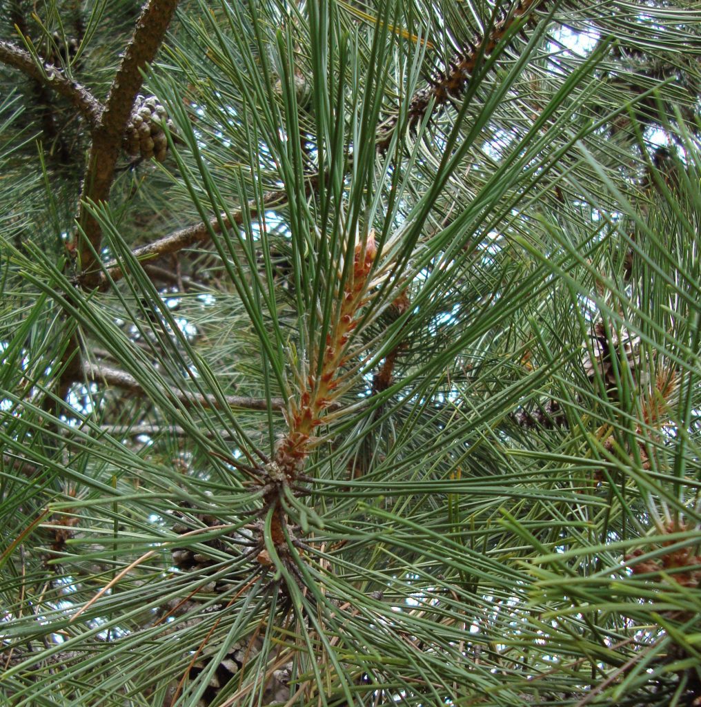 shore pine tree
