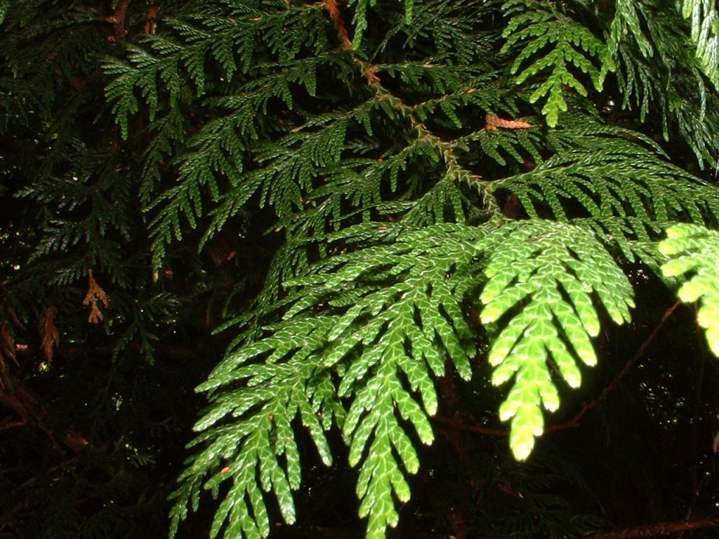 western red cedar branch