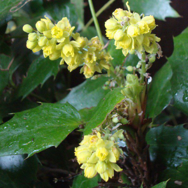 Oregon Grape Flowers - TFF