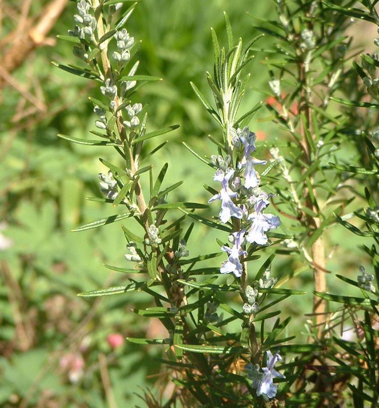 Rosemary Flowers - TFF