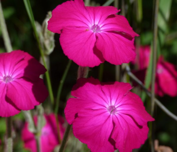 rose campion