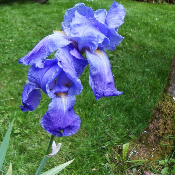 Iris