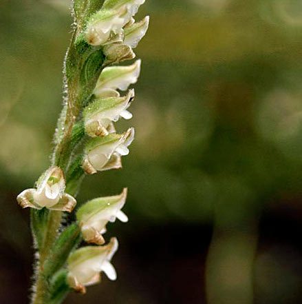 Rattlesnake Plaintain Orchid