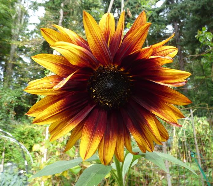 sunflower - tree frog farm